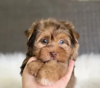 Jasmine (blue/green eyes), a female Yorkshire Terrier for sale in Hardin, TX – 1 of 10