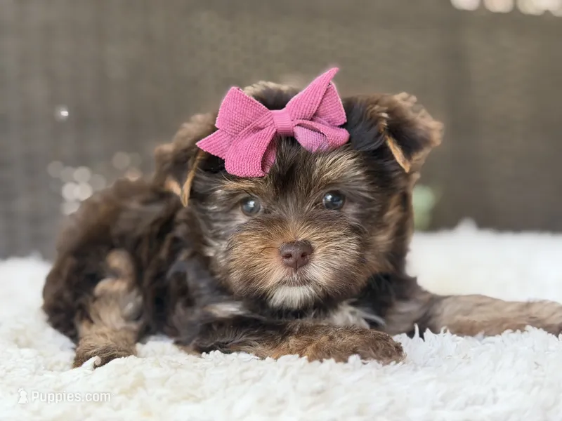 Darla  – Yorkshire Terrier puppy for sale in Hardin, TX