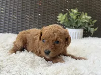 Marigold, a female Poodle - Toy  for sale in Hardin, TX – 5 of 8