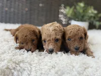 Marigold, a female Poodle - Toy  for sale in Hardin, TX – 4 of 8