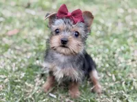 Daisy (teacup) , a female Yorkshire Terrier for sale in Hardin, TX – Photo 2 of 5