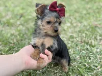 Daisy (teacup) , a female Yorkshire Terrier for sale in Hardin, TX – Photo 5 of 5