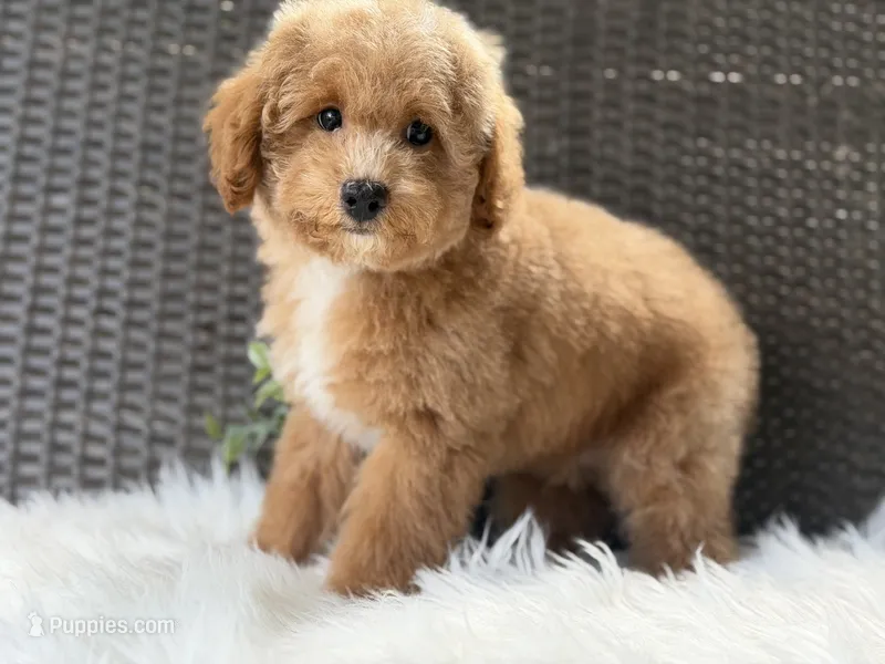 Harley  – Poodle - Toy  puppy for sale in Hardin, TX