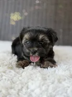 Theo , a male Yorkshire Terrier for sale in Hardin, TX – 5 of 10
