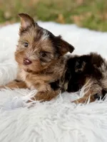 Cooper, a male Yorkshire Terrier for sale in Hardin, TX – 2 of 10