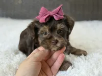 Darla , a female Yorkshire Terrier for sale in Hardin, TX – 6 of 10