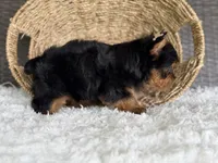 Trinity, a female Yorkshire Terrier for sale in Hardin, TX – Photo 7 of 7
