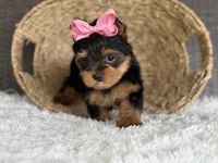 Trinity, a female Yorkshire Terrier for sale in Hardin, TX – Photo 3 of 7