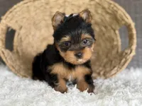 Trinity, a female Yorkshire Terrier for sale in Hardin, TX – Photo 2 of 7