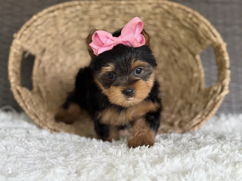 Trinity – Yorkshire Terrier puppy for sale in Hardin, TX