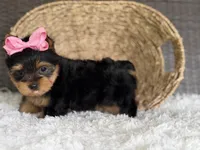 Trinity, a female Yorkshire Terrier for sale in Hardin, TX – Photo 5 of 7