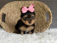 Trinity, a female Yorkshire Terrier for sale in Hardin, TX – Photo 1 of 7