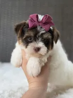 Gwen, a female Yorkshire Terrier for sale in Hardin, TX – 3 of 8