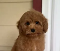 Red Romeo, a male Cavapoo and Poodle - Toy  for sale in Hardin, TX – 2 of 7