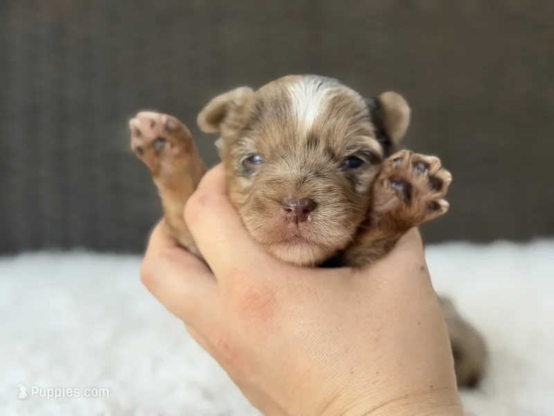 Callie  – Yorkshire Terrier puppy for sale in Hardin, TX
