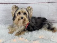Jasmine (blue/green eyes), a female Yorkshire Terrier for sale in Hardin, TX – 9 of 10