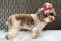 Prada, a female Poodle - Toy  for sale in Hardin, TX – 2 of 7