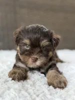 Maverick, a male Yorkshire Terrier for sale in Hardin, TX – 5 of 9