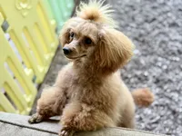 Rose, a female Poodle - Toy  for sale in Hardin, TX – 6 of 6