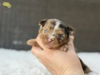 Cooper, a male Yorkshire Terrier for sale in Hardin, TX – 8 of 10
