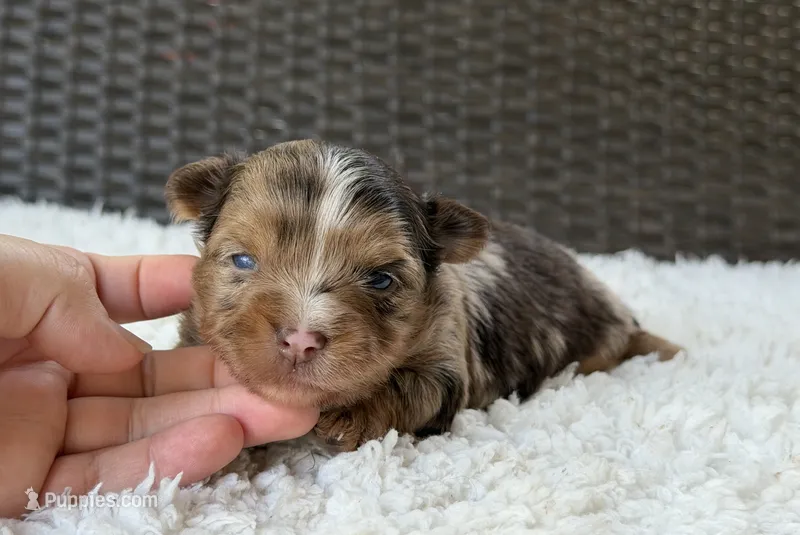 Cooper – Yorkshire Terrier puppy for sale in Hardin, TX