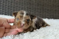 Cooper, a male Yorkshire Terrier for sale in Hardin, TX – 1 of 10
