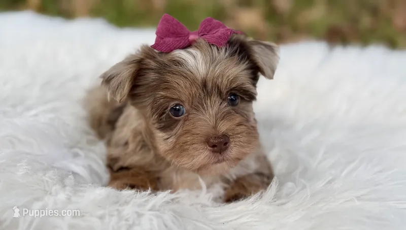 Callie  – Yorkshire Terrier puppy for sale in Hardin, TX