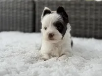 Splash, a male Yorkshire Terrier for sale in Hardin, TX – Photo 4 of 10