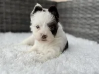 Splash, a male Yorkshire Terrier for sale in Hardin, TX – Photo 5 of 10