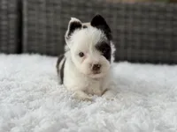 Splash, a male Yorkshire Terrier for sale in Hardin, TX – Photo 6 of 10