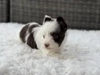 Splash, a male Yorkshire Terrier for sale in Hardin, TX – Photo 3 of 10