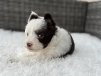 Splash, a male Yorkshire Terrier for sale in Hardin, TX – Photo 8 of 10