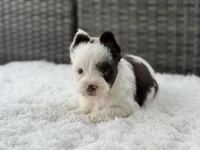 Splash, a male Yorkshire Terrier for sale in Hardin, TX – Photo 9 of 10