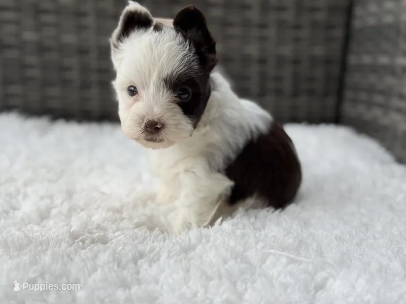 Splash – Yorkshire Terrier puppy for sale in Hardin, TX