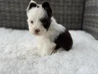 Splash, a male Yorkshire Terrier for sale in Hardin, TX – Photo 7 of 10