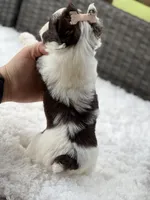 Splash, a male Yorkshire Terrier for sale in Hardin, TX – Photo 10 of 10