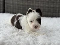 Splash, a male Yorkshire Terrier for sale in Hardin, TX – Photo 2 of 10