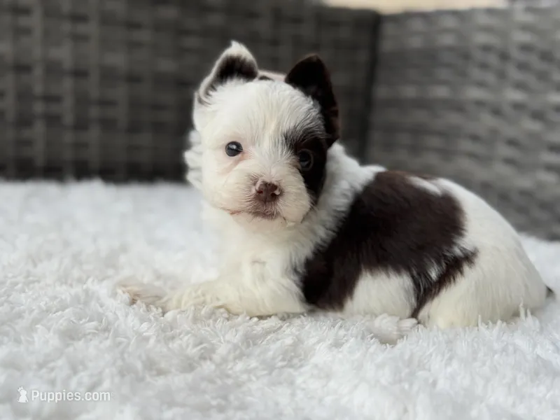 Splash – Yorkshire Terrier puppy for sale in Hardin, TX