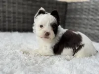 Splash, a male Yorkshire Terrier for sale in Hardin, TX – Photo 1 of 10