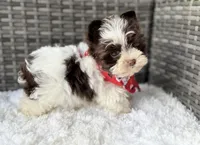 Milo (teacup), a male Yorkshire Terrier for sale in Hardin, TX – Photo 3 of 9