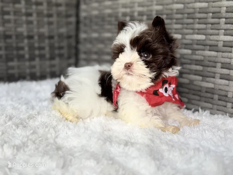 Milo (teacup) – Yorkshire Terrier puppy for sale in Hardin, TX