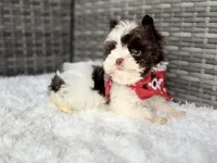 Milo (teacup), a male Yorkshire Terrier for sale in Hardin, TX – Photo 2 of 9