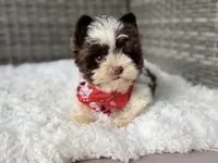 Milo (teacup), a male Yorkshire Terrier for sale in Hardin, TX – Photo 9 of 9