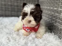 Milo (teacup), a male Yorkshire Terrier for sale in Hardin, TX – Photo 8 of 9