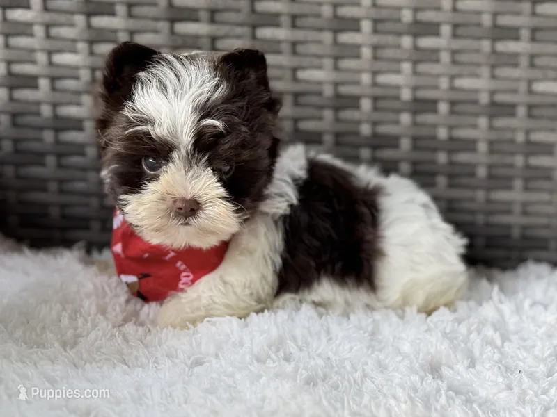 Milo (teacup) – Yorkshire Terrier puppy for sale in Hardin, TX