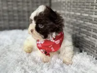 Milo (teacup), a male Yorkshire Terrier for sale in Hardin, TX – Photo 4 of 9