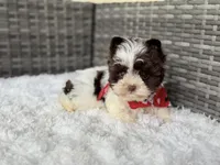 Milo (teacup), a male Yorkshire Terrier for sale in Hardin, TX – Photo 5 of 9