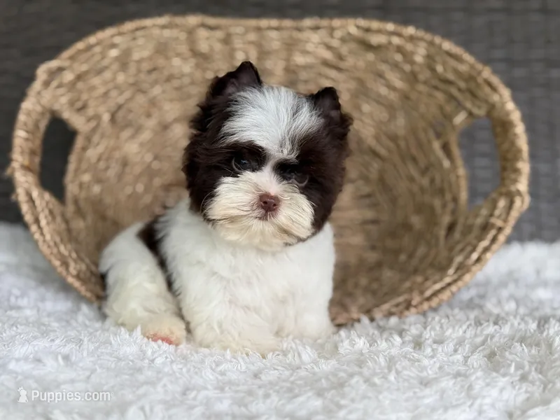 Milo (teacup) – Yorkshire Terrier puppy for sale in Hardin, TX