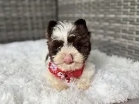 Milo (teacup), a male Yorkshire Terrier for sale in Hardin, TX – Photo 6 of 9