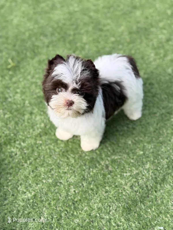 Milo (teacup) – Yorkshire Terrier puppy for sale in Hardin, TX